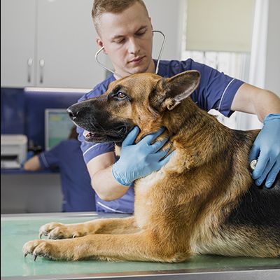 Consulta veterinaria especializada en el comportamiento animal
